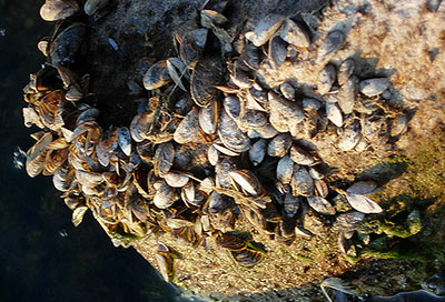 Zebra Mussels in a hand