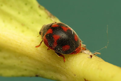 Vedalia Beetle