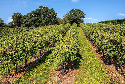 Grape vines with blackberries planted nearby