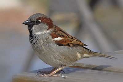 English Sparrow