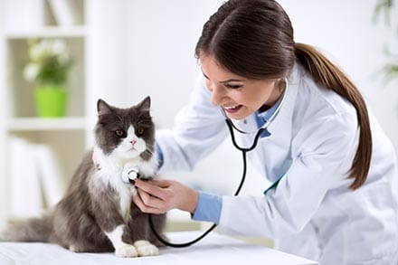 veterinarian
