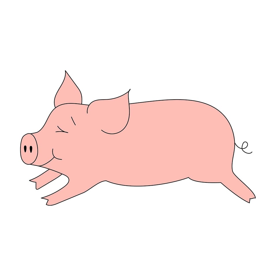 pig